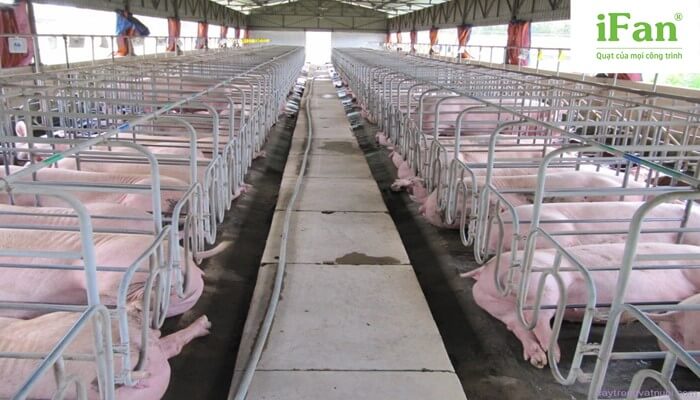 Khu vực chuồng trại luôn cần được thông gió