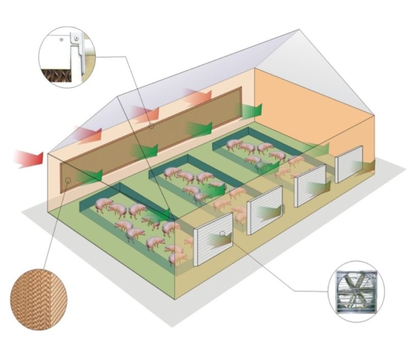 Thông gió cho chuồng trại